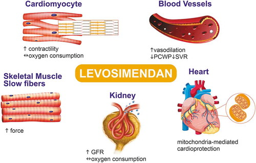Unveiling the Power of Levosimendan: A Breakthrough in Heart Failure Treatment
